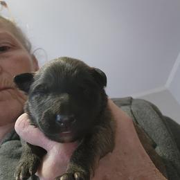 Layla - Fawn and black female Belgian Tervuren puppy in Pierceton, Tennessee from Gallery's Belgian Tervurens