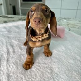 Dachshund Puppies from Harrison Farm