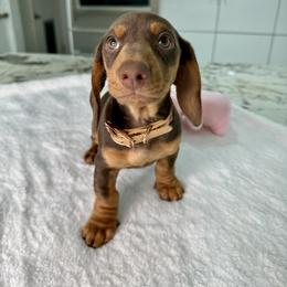 Dachshund Puppies from Harrison Farm