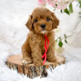 Apple - Red female Cavapoo puppy in Queen Creek, Arizona from Dulcito Doodles