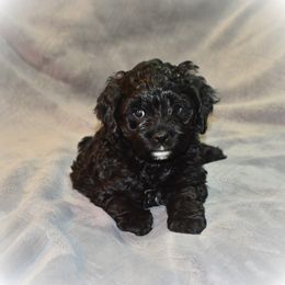 Cockapoo Puppies from Gold Heart Pups