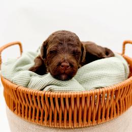 Shasta - Chocolate female Goldendoodle puppy in North Carolina from Tuxedo Mountain Doodles