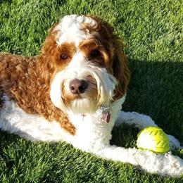 Billy or Jack - Australian Labradoodle