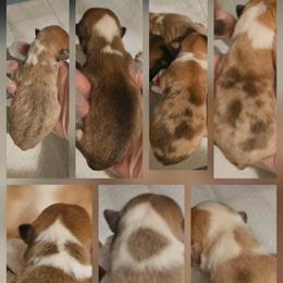 Boy 3 - Red male Pembroke Welsh Corgi puppy in Tomball, Texas from Larsen Loved Corgis