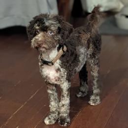 Zoey - Shihpoo