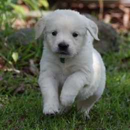 Goldendoodle and Golden Retriever Puppies from Magical Goldens