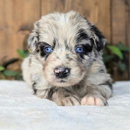 Blue collar - Blue merle male Australian Shepherd puppy in Coulee City, Washington from Mr and Mrs Doodle Farm