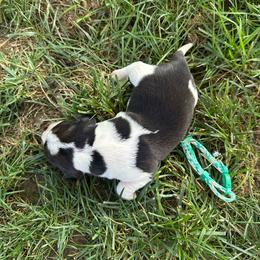 Daisy - Black white and tan female Beagle puppy in Sacramento, California from Alton Beagles