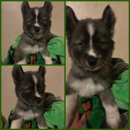 Black or agouti dark green boy - Black male Siberian Husky puppy in Wheeling, West Virginia from Powells Huskies