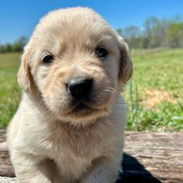 Rainy - Light golden male Golden Retriever puppy in Doniphan, Missouri from Stockford’s Golden Retrievers