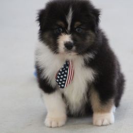 Revlon - Black tri-color male Australian Shepherd puppy in Jameson, Missouri from Sky Creek