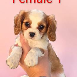Female 1 - Blenheim female Cavalier King Charles Spaniel puppy in Unicoi, Tennessee from Unaka Mountain Corgis