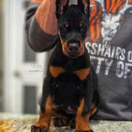 Katana - Black and rust female Doberman Pinscher puppy in China Township, Michigan from Snell's Superior Kennel Dobermann & GSP