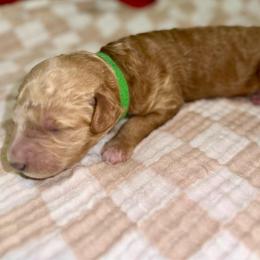 Benjamin - Red  male Goldendoodle puppy in Pasadena, Texas from Toledo Creek Doodles