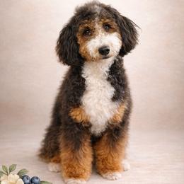 Sierra (Blueberry) - Bernedoodle
