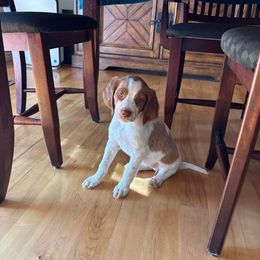 Lentil - Orange and white female Brittany puppy in Windsor, Colorado from Habig Family Brittany’s