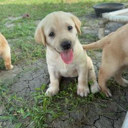 Green - Yellow male Labrador Retriever puppy in Derby, Kansas from Wheatland Retrievers