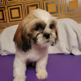 Falcon - Red and white male Shih Tzu puppy in Parma, Ohio from D's DeVine Shih-Tzu