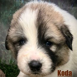 KODA Brown collar male - White and badger male Great Pyrenees puppy in Fair Grove, Missouri from Allen Wags & Woolies