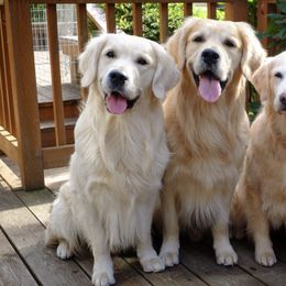 Golden Retrievers from Tigana Golden Retrievers