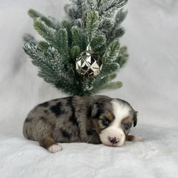 Cake - Blue merle female Miniature Australian Shepherd puppy in Bedias, Texas from JSK Aussie and Cavaliers