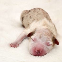 Pooh Bear - Red merle male Miniature Australian Shepherd puppy in Mc Alester, Oklahoma from Angel's Aussies