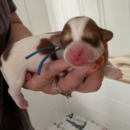 Georgie - Red and white male Shih Tzu puppy in Connersville, Indiana from Sugar and Spice Shihtzus
