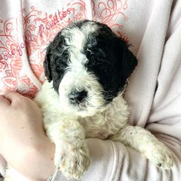 Poodle Puppies from Rosegold Poodles