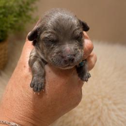 Rip - Blue merle male Aussiedoodle puppy in Abbeville, South Carolina from Double E Doodles