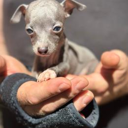 Boy 1 - White and blue male Italian Greyhound puppy in Wilkes Barre, Pennsylvania from Laraz Pupz