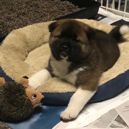 Akita Puppies from Gallant Akitas