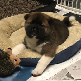 Akita Puppies from Gallant Akitas