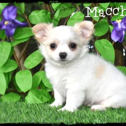 Macchiato - Cream and white male Chihuahua puppy in Demorest, Georgia from Sourpatch Chihuahuas