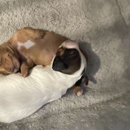 Dachshund Puppies from Dachshunds of Bunch