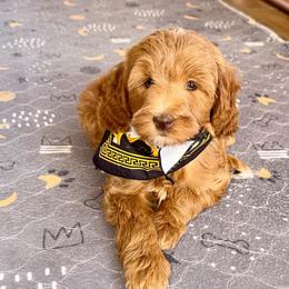 Raspberry - Red  female Goldendoodle puppy in Beecher, Illinois from Erica’s Doodles