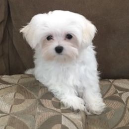 Aussiedoodles, Maltipoos, and Miniature Australian Shepherds from Desert Skyline Kennel
