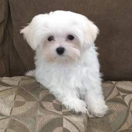 Aussiedoodles, Maltipoos, and Miniature Australian Shepherds from Desert Skyline Kennel