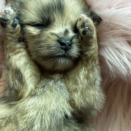 Pomeranian Puppies from Petticoat Poms