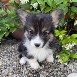 Panini - Black and tan male Pembroke Welsh Corgi puppy in Bakersfield, California from Kern River Corgis