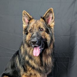 Ballo - German Shepherd