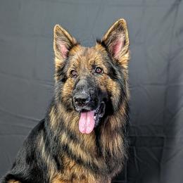 Ballo - German Shepherd