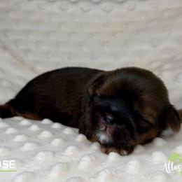 Goose - Red male Shih Tzu puppy in Alice, Texas from Altas Palmas Shih Tzu