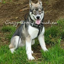 Siberian Husky Puppies from Crazy Cookies Huskies
