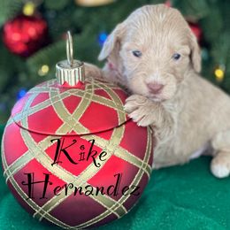 Australian Labradoodle Puppies from Sandcastle Labradoodles