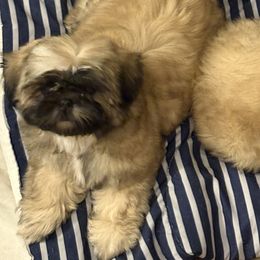 Shih Tzu Puppies from Shih-tzu Dynasty