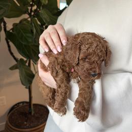 Bright pink - Red  female Goldendoodle puppy in Meridian, Idaho from Goldendoodle of Idaho