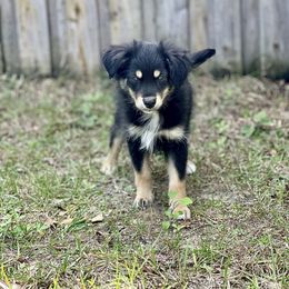 Waluigi - Miniature Australian Shepherd puppy from Fuller’s Fluffy Friends