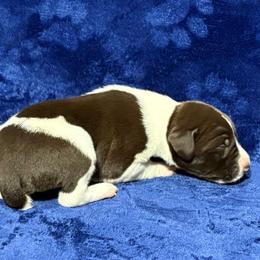 Male 7 - White and liver male German Shorthaired Pointer puppy in Equinunk, Pennsylvania from AHHA Kennels