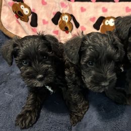 Miniature Schnauzer Puppies from Lakehouse Miniature Schnauzers of Southern Indiana