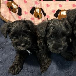 Miniature Schnauzer Puppies from Lakehouse Miniature Schnauzers of Southern Indiana